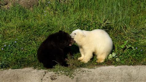 Polar Bear Vs Grizzly Bear Which Is The Ultimate Bear The Versus Zone