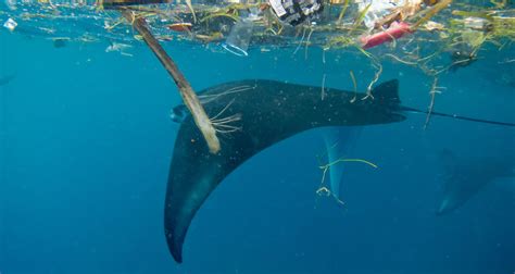 Microplastics On The Menu Of Manta Rays And Whale Sharks — Sevenseas Media