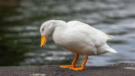 White duck, american pekin duck goose mallard, duck, image file formats, animals png. Morgold Golden Retrievers | AMERICAN PEKIN DUCK
