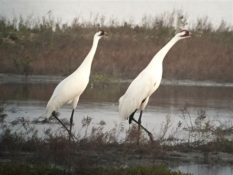 International Crane Foundation Whooping Cranes Face Challenges From