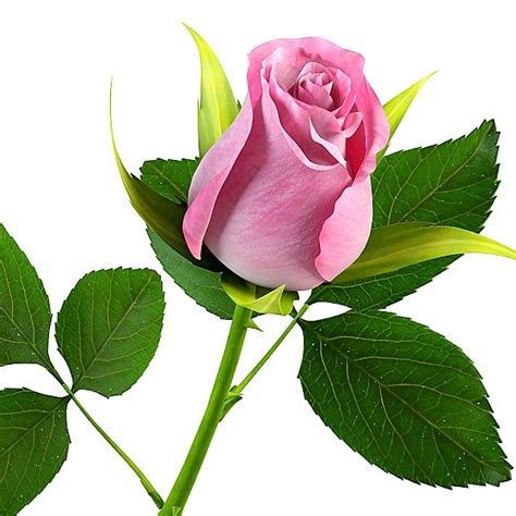 10 Gambar Setangkai Bunga Mawar Cantik Gambar Top 10