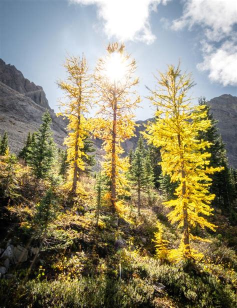 Fall In Canadian Rockies Three Golden Larches Backlit By Sun Stock