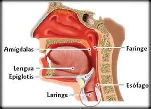La faringe y la laringe difieren en su estructura y función. Mondo al Femminile