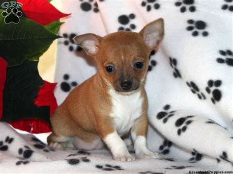 See more of chihuahua puppies for sale near me on facebook. Chihuahua Puppies For Sale In Pa - Cenfesse