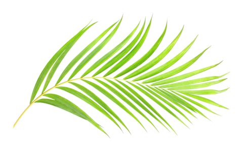 Palm Leaves Png Free Images With Transparent Background 2