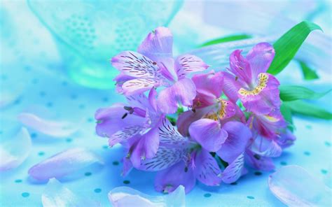 Purple Spring Flowers Beautiful Hd Wallpaper
