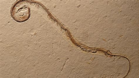 Fossil Shows Prehistoric Snake Had Four Feet Cbs News