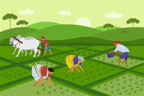 Premium Vector Indian Agriculture Working Farmer Harvesting In Field
