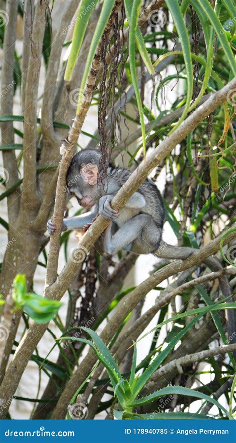 Baby Vervet Monkey Climbing A Tree Stock Image Image Of Neighborhood