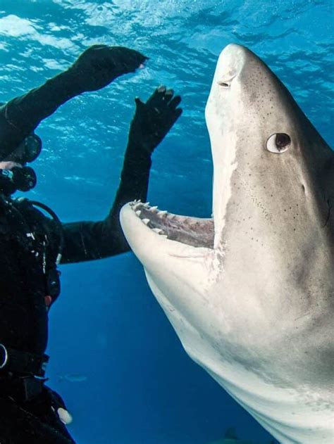 Discover The Florida Beaches With The Most Shark Attacks A Z Animals