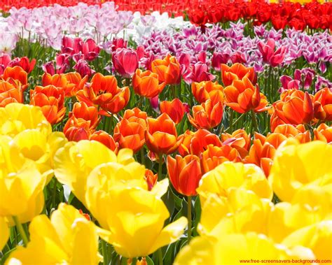 Free spring flower screensaver copyright notice: Spring Flowers Screensavers Wallpaper - WallpaperSafari