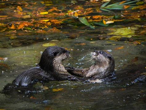 Otters Play Fighting Smithsonian Photo Contest Smithsonian Magazine
