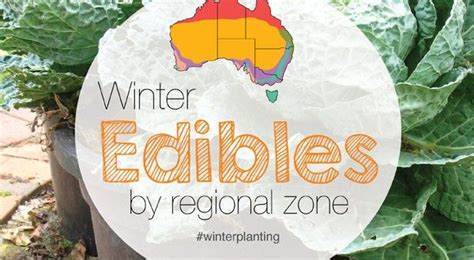 Winter Herbs Fruit Vegies Vegetables Planting Guide Australian