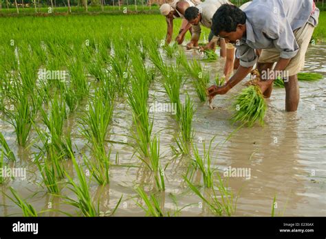 People Planting Rice In A Paddy Field In West Bengle India Stock Photo