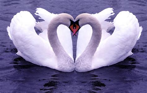 The Fashion Time Love Birds Couple Wallpapers