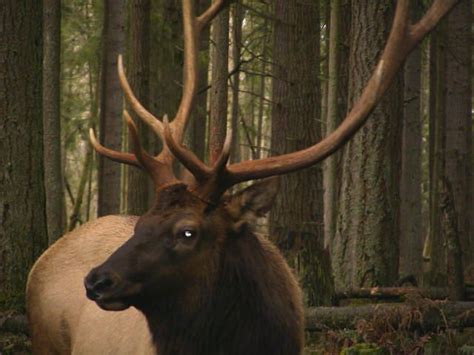 Elk Hunting Wa Washington State Roosevelt Elk Tips Roosevelt Elk