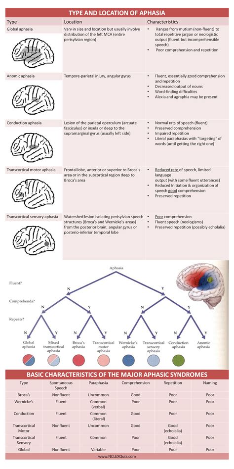 Types Of Aphasia Chart A Visual Reference Of Charts Chart Master
