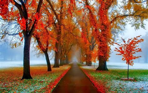 First Snow Late Autumn Autumn Snowfall HD Wallpaper Pxfuel