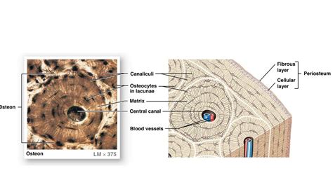 Histology Of Compact Bone Diagram Histological Features Of Both