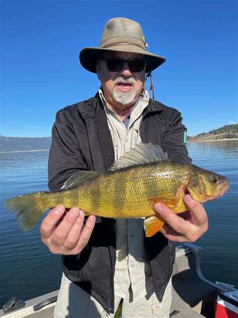 Forecast Looks Promising For Perch Fishery In Lake Cascade Idaho Fish