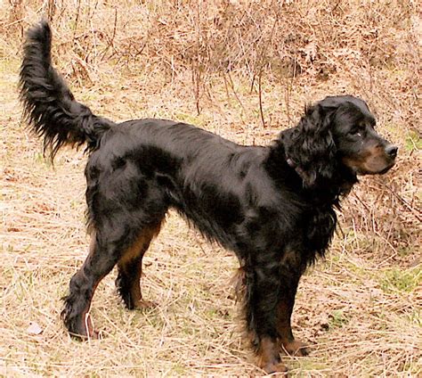 They are skilled hunters with an excellent nose. Gordon Setter Crossing: Gordon Setter Puppies For Sale