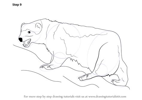 Learn How To Draw A Wolverine Wild Animals Step By Step Drawing