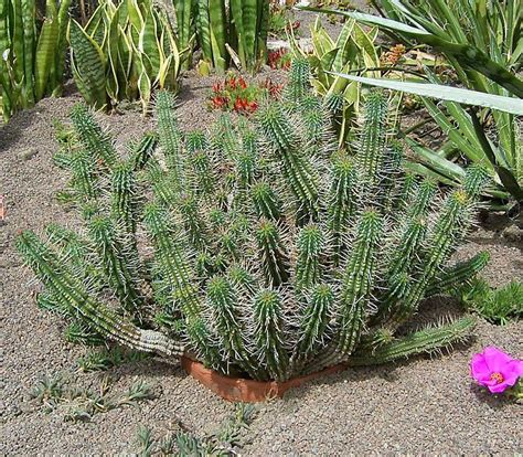 Some form flowers along the once your buds start to form on your holiday cactus, take care to maintain a very stable environment and consistent stewardship. Euphorbia mammillaris (Corncob Cactus, Corncob Euphorbia ...
