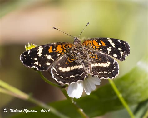 Texan Crescent Anthanassa Texana Wh Edwards 1863 Butterflies And