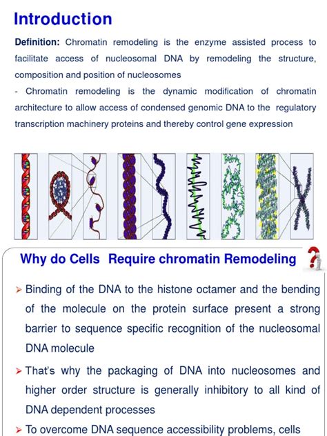 chromatin remodeling 5 pdf chromatin histone