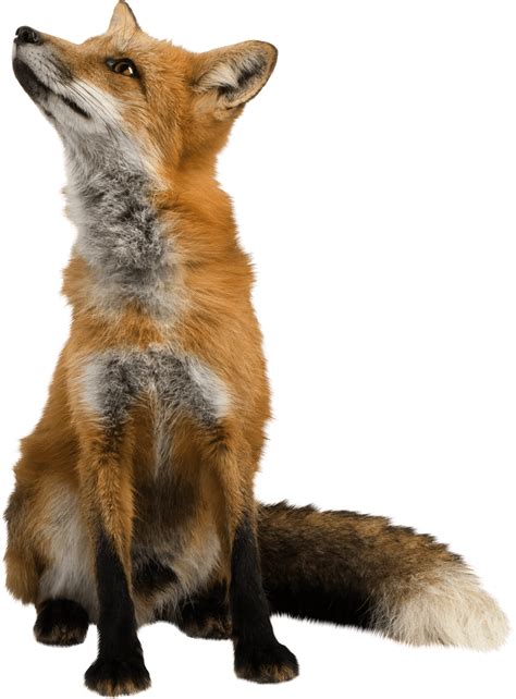 fox sitting png image for free download