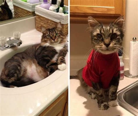 Chonky Cat With Cushings Disease Finds Love From Online Followers