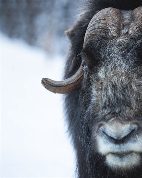 Musk Ox Portrait Posters And Prints By Daniel Öberg Printler