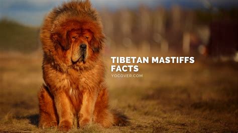 13 Interesting Facts About Tibetan Mastiff