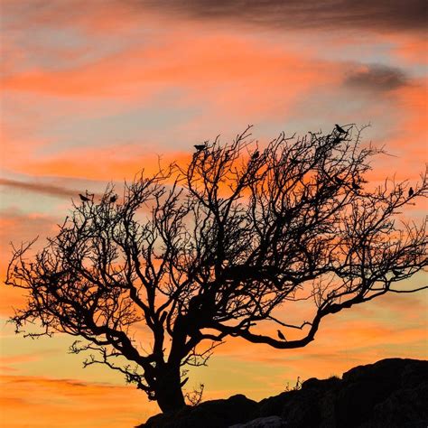 Cumbrias Lone Trees And Surrounding Landscapes In Pictures