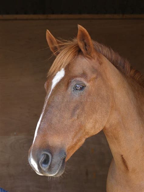 Chestnut Horse Head Shot Stock Photo Image Of Equine 27821894