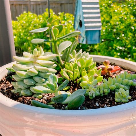 Potted Succulent Garden Etsy