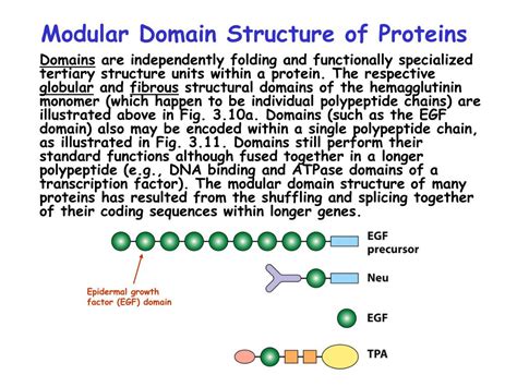 Ppt Chap Protein Structure Function Powerpoint Presentation Id