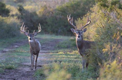 6 Incredible Pro Secrets For Patterning Big Bucks This Fall • Page 8 Of