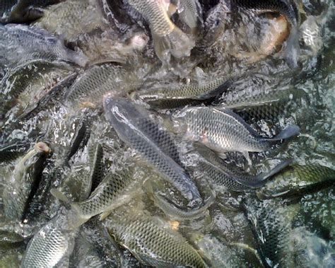 Check spelling or type a new query. Resep Umpan Mancing Ikan Mas Sederhana Sekarang Ini