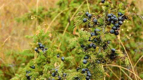 What Are The Health Benefits Of Juniper Berries Dovemed