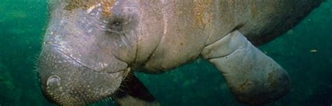 West Indian Manatee Manatee Facts And Information