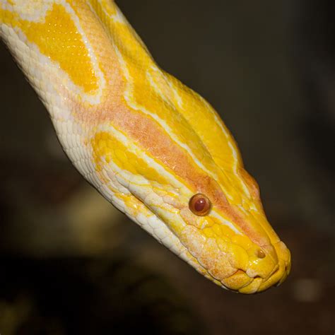 Burmese Python Python Bivittatus Zoochat