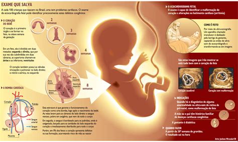 Design De Comunicação Visual Infografia Sobre Desenvolvimento Embrionário