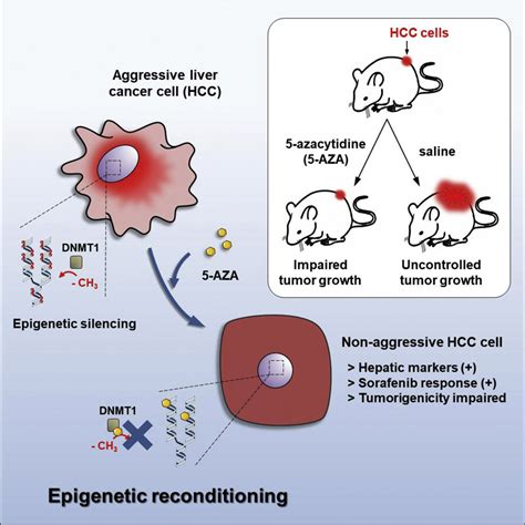Differentiation Therapy By Epigenetic Reconditioning Exerts Antitumor