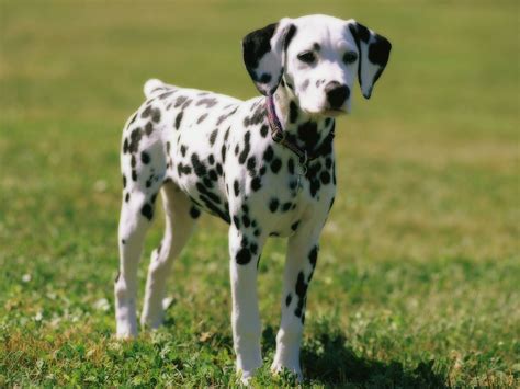 Cute Dalmatian Puppies 5 Wallpapers Hd Wallpapers Backgrounds