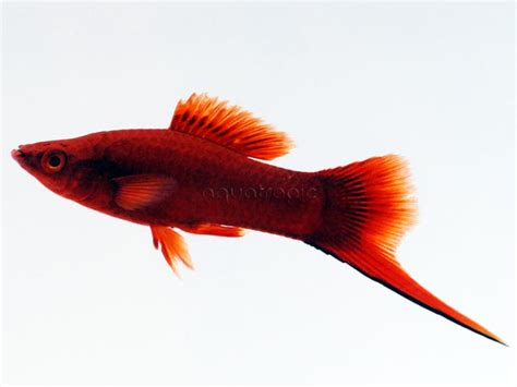 swordtails xiphophorus hellerii quality marine