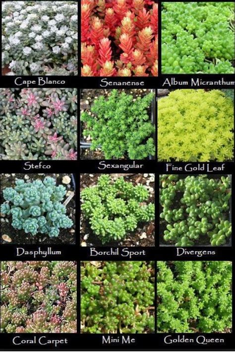 Pin By Adrian On Landscaping Ground Cover Plants Sedum Garden