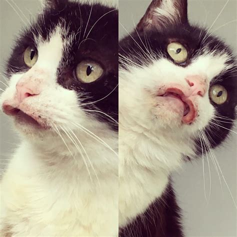 My cat had the exact same thing. This Cat had an allergic reaction : pics