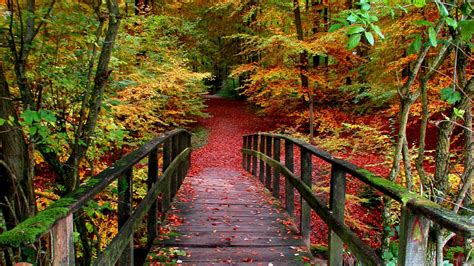 Autumn Forest Path Backiee