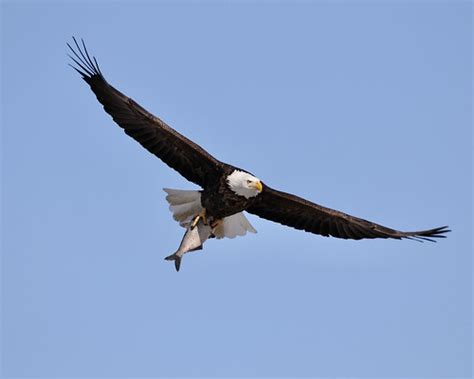 Eagle Flying With Large Fish Dan Getman Bird Photos Flickr